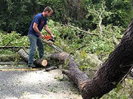 Best Lot and Land Clearing  in St Georges, DE