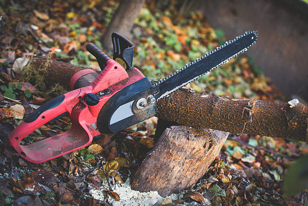 Best Tree Cabling and Bracing  in St Georges, DE